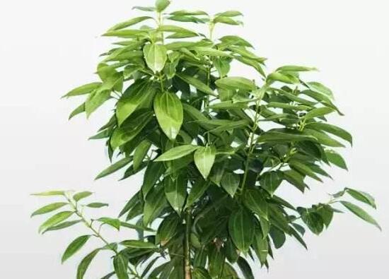 平安樹栽上多久能施肥，平安樹怎么施肥