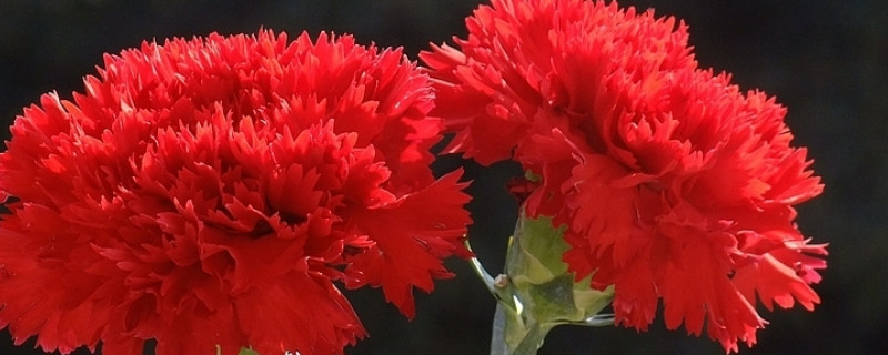 盆栽康乃馨能用光照代替陽(yáng)光嗎