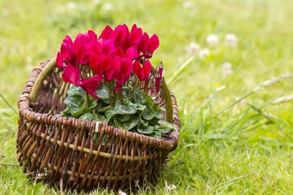 仙客來好養(yǎng)活嗎，5步教你養(yǎng)好仙客來