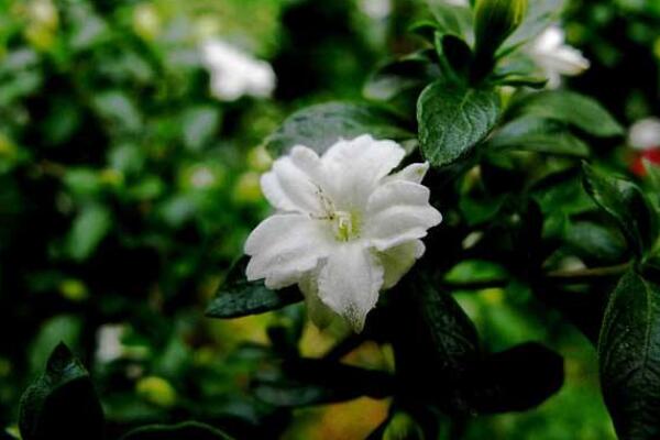 六月雪葉子干枯掉落，五種原因以及解決方法