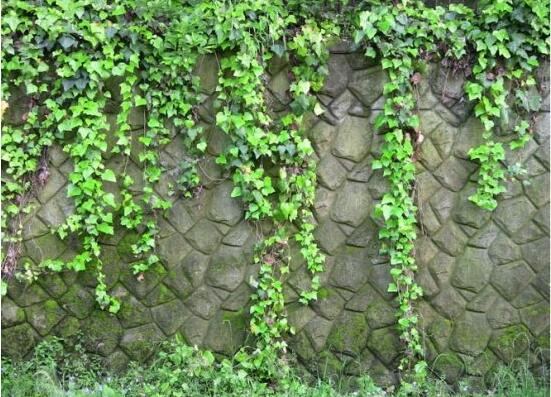 常春藤干枯了還會活嗎，干枯后存活四種解決辦法