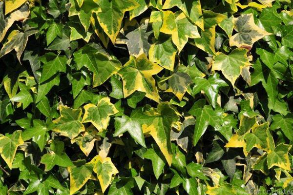 常春藤的花語和象征意義，象征著歡樂與活力