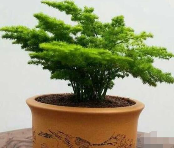 文竹肥料有哪些，餅肥、無(wú)機(jī)復(fù)合肥、液肥為主(枝繁葉茂)