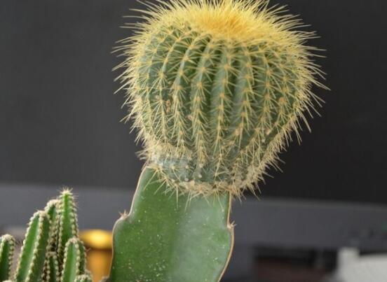 仙人球怎么施肥才正確，老農(nóng)總結(jié)一年四季施肥方法