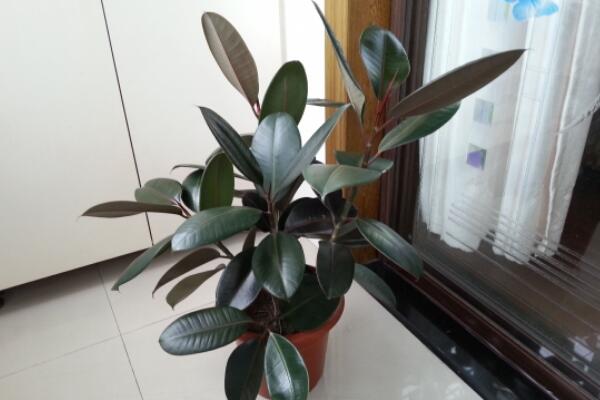 橡皮樹的養(yǎng)殖方法，保證植株生長的5大要點