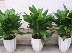 萬年青能吃嗎，萬年青怎么做好吃/涼拌最好吃