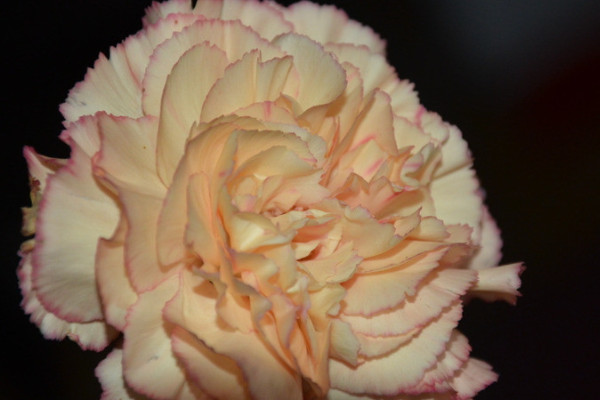 康乃馨花期可以曬太陽(yáng)嗎