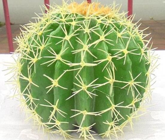 仙人球防輻射嗎，不能/只能防太陽(yáng)紫外線(光學(xué)輻射)