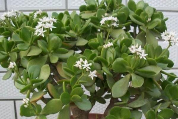 燕子掌的花有毒么，汁液帶有一定的毒性