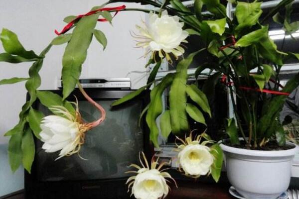 曇花冬季怎么養(yǎng)，不可疏忽的5大要點(diǎn)