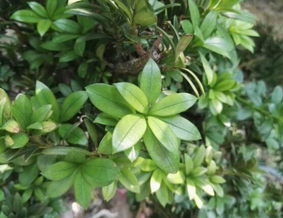 羅漢松品種，盤點(diǎn)羅漢松最珍貴的五大品種