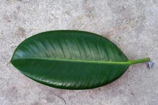 橡皮樹扦插，教你六大基本步驟快速生根發(fā)芽(30天)