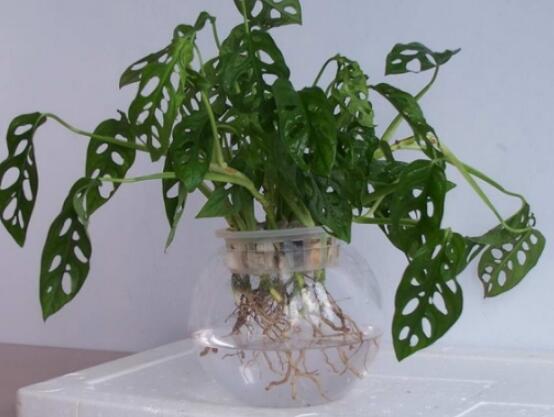 龜背竹滴水是怎么回事，只是一種正常的吐水現(xiàn)象(水分充足)