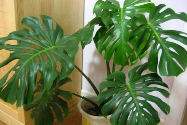 龜背竹氣根水培會(huì)發(fā)芽嗎，氣根植入水中可促進(jìn)植株的生長(zhǎng)