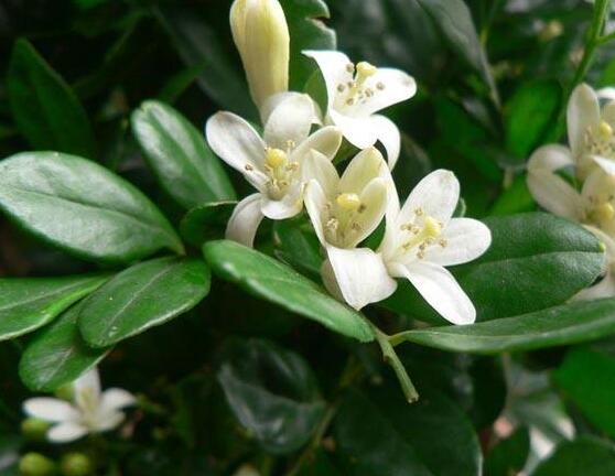 九里香盆栽的功效與作用，制作香精、活血化瘀