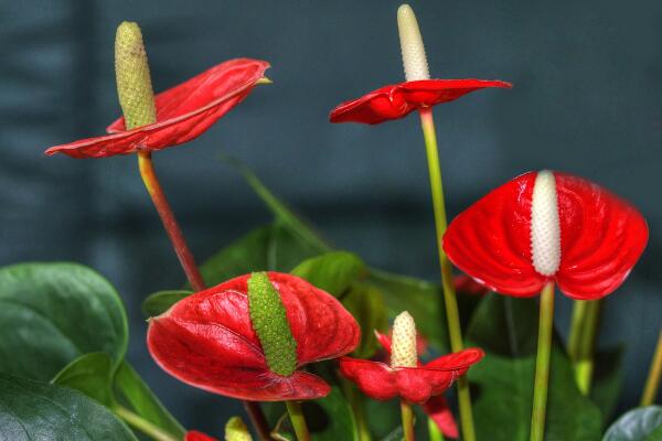 紅掌的寓意是什么，大展宏圖、火熱與希望