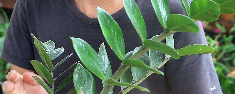 金錢(qián)樹(shù)怎樣配土