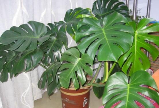 龜背竹滴水是怎么回事，只是一種正常的吐水現(xiàn)象(水分充足)