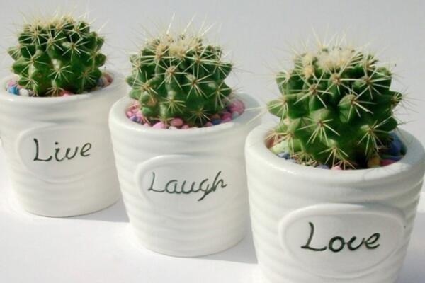 仙人球怎么種植，仙人掌種植經(jīng)驗分享