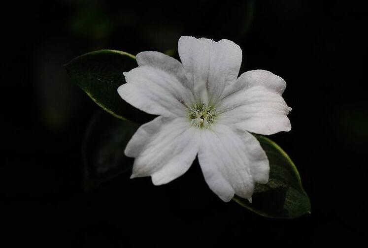 盆景六月雪的養(yǎng)護知識，土壤和環(huán)境都要適宜它的生長