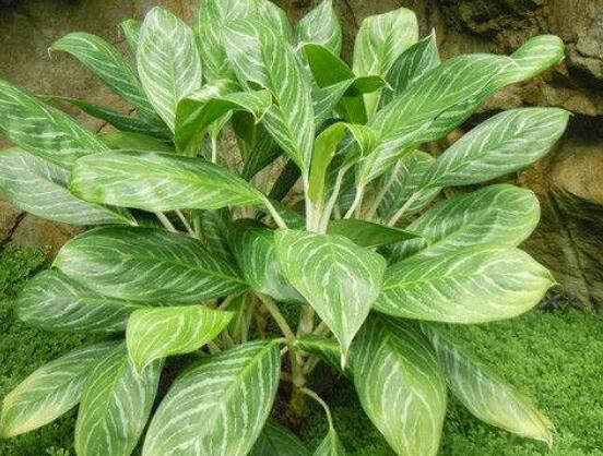 萬(wàn)年青樹(shù)的種類(lèi)，好看的六種萬(wàn)年青圖片欣賞