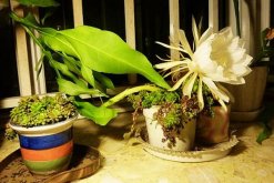 家庭養(yǎng)曇花的禁忌，擺放禁忌與風(fēng)水禁忌