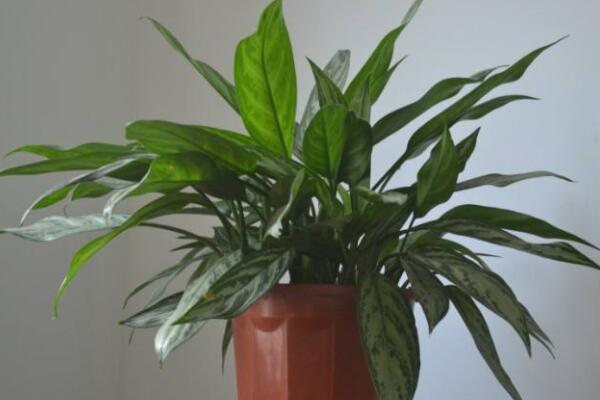 萬(wàn)年青為什么會(huì)開(kāi)白花