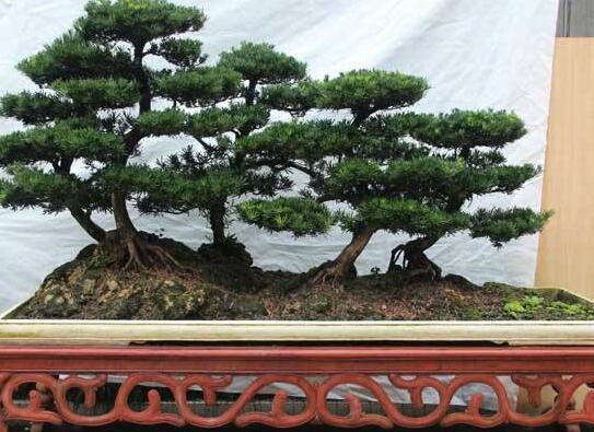 羅漢松能種大門兩邊嗎，可以/趨吉避兇、辟邪化煞