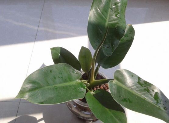 橡皮樹有毒嗎，橡皮樹能放在臥室嗎