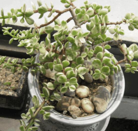 雅樂之舞怎么扦插，春季最佳/剪取生長健壯枝條