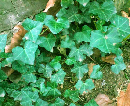 家庭養(yǎng)常春藤常見(jiàn)問(wèn)題大全，做好六點(diǎn)基本要點(diǎn)即可(生長(zhǎng)翠綠)