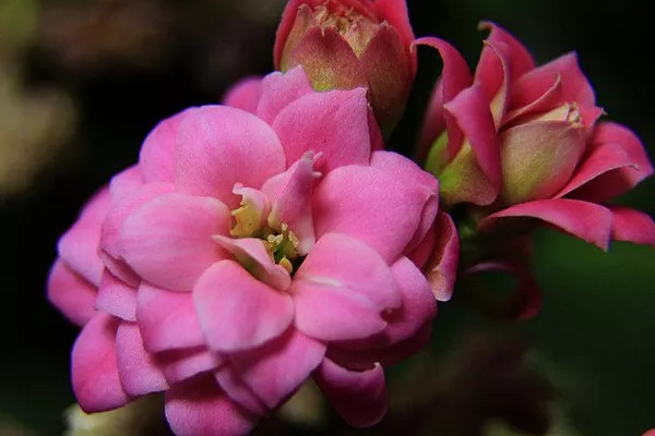 長(zhǎng)壽花怎么控光