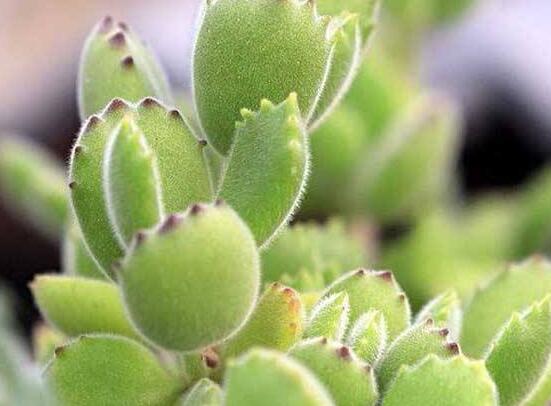 熊童子有毒嗎，無(wú)毒/驅(qū)除蚊蟲(chóng)、美化環(huán)境