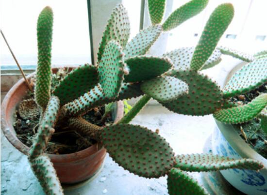 仙人掌怎么移植，用土覆蓋全根系、壓實(shí)土壤固定