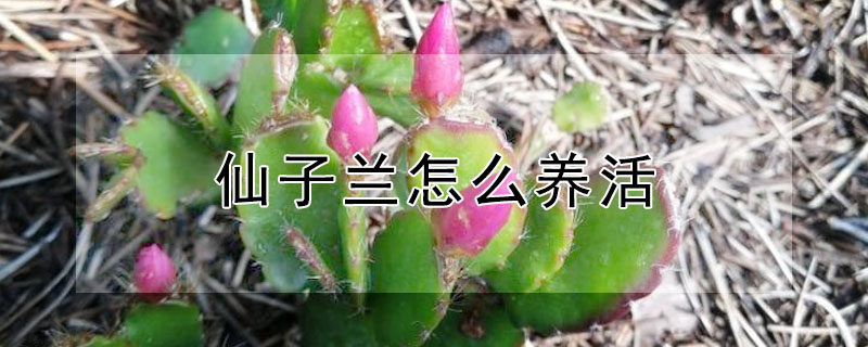 仙子蘭怎么養(yǎng)活