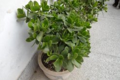 燕子掌根腐爛怎么處理，先找到原因再進(jìn)行處理