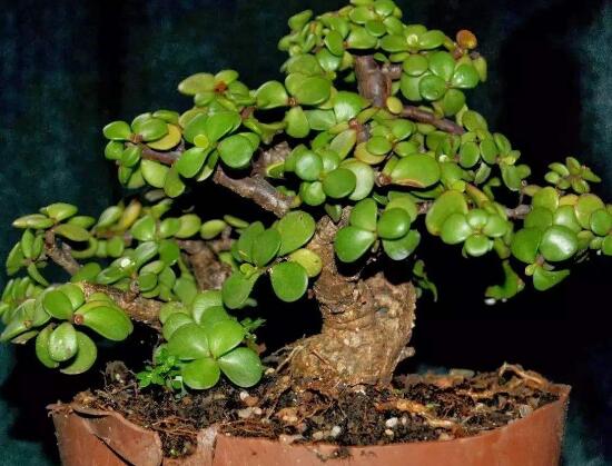 盆栽玉樹(shù)怎么養(yǎng)護(hù)，老農(nóng)總結(jié)七大養(yǎng)護(hù)方法