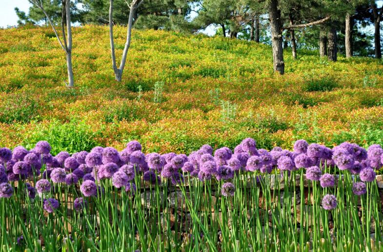 風(fēng)信子土培的養(yǎng)殖方法，要從土壤等5個(gè)方面注意