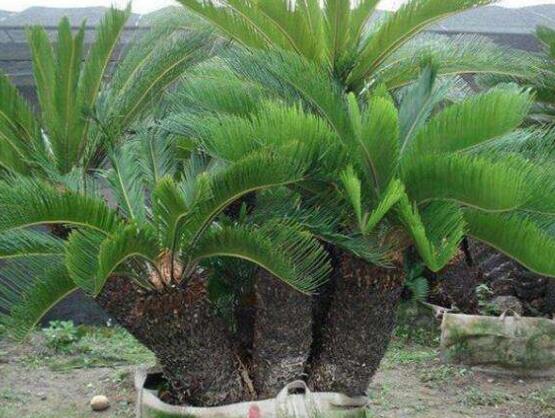 鐵樹怎么繁殖，鐵樹四大繁殖方法