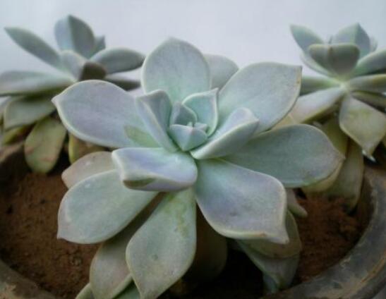 寶石花應(yīng)該怎么養(yǎng)，只要全面掌握五個(gè)要點(diǎn)生長(zhǎng)無(wú)憂(yōu)