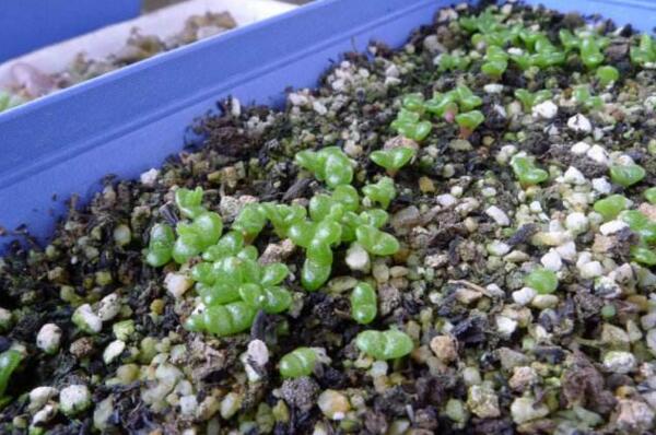 碧光環(huán)種子怎么種，分享碧光環(huán)的播種經(jīng)驗