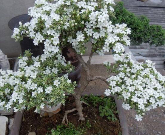 六月雪掉葉子怎么回事，最簡單實效三種解決辦法