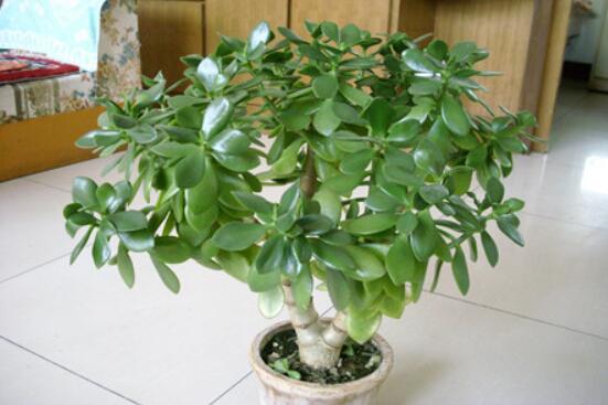 燕子掌有什么作用，美化環(huán)境、凈化空氣