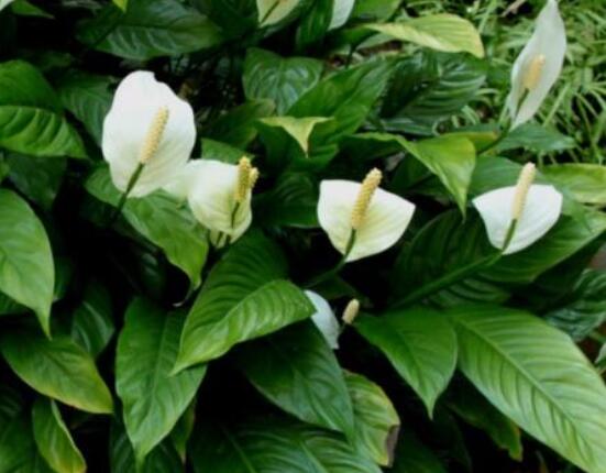 一帆風(fēng)順?biāo)B(yǎng)還是土養(yǎng)，土養(yǎng)最為合適(水養(yǎng)易爛根)