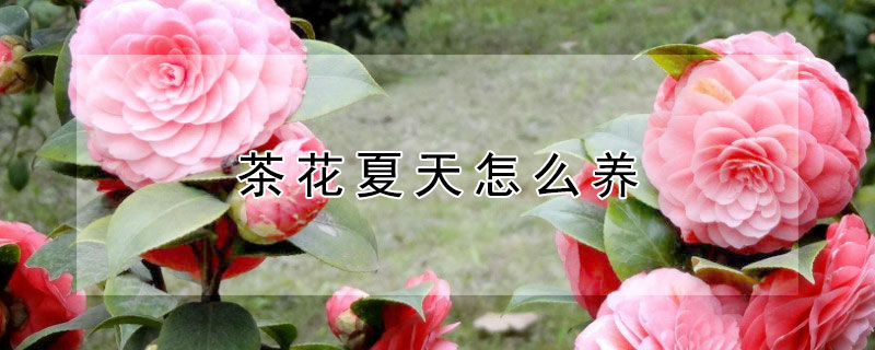 茶花夏天怎么養(yǎng)