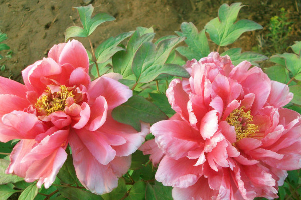 盆栽牡丹花養(yǎng)殖事項