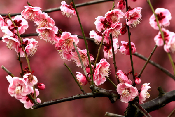 梅花養(yǎng)殖的方法和注意事項(xiàng)