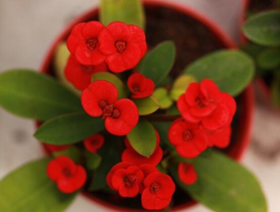 虎刺梅黃葉怎么辦，多半是施肥和修剪不當引起的