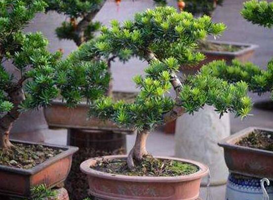 羅漢松修剪方法圖解，只需要三點(diǎn)步驟造型美觀茂盛