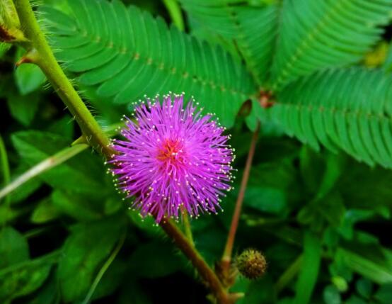 含羞草對(duì)人體有害嗎，微毒無(wú)害/美化家居、凈化空氣